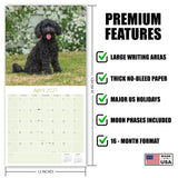 Poodle Toy & Miniature Wall Calendar 2027 - 12" x 12" Monthly Spirited & Affectionate Small Poodle Breed Calendar