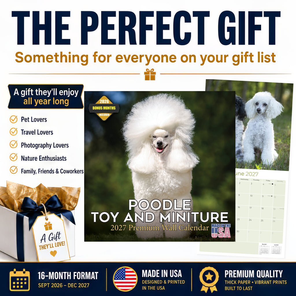 Poodle Toy & Miniature Wall Calendar 2027 - 12" x 12" Monthly Spirited & Affectionate Small Poodle Breed Calendar