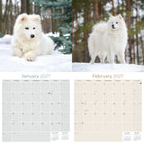 Samoyed Wall Calendar 2027 - 12" x 12" Monthly Friendly & Graceful Samoyed Dog Breed Calendar