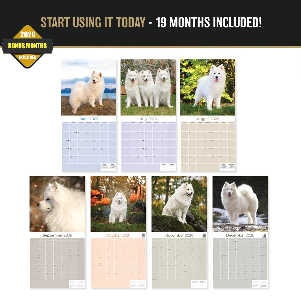 Samoyed Wall Calendar 2027 - 12" x 12" Monthly Friendly & Graceful Samoyed Dog Breed Calendar