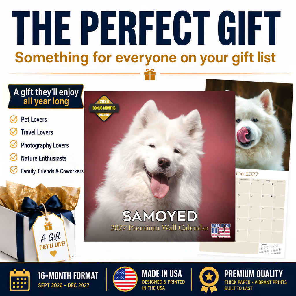 Samoyed Wall Calendar 2027 - 12" x 12" Monthly Friendly & Graceful Samoyed Dog Breed Calendar