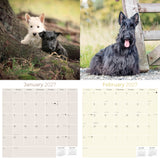 Scottish Terrier Wall Calendar 2027 - 12" x 12" Monthly Dignified & Determined Scottie Dog Breed Calendar