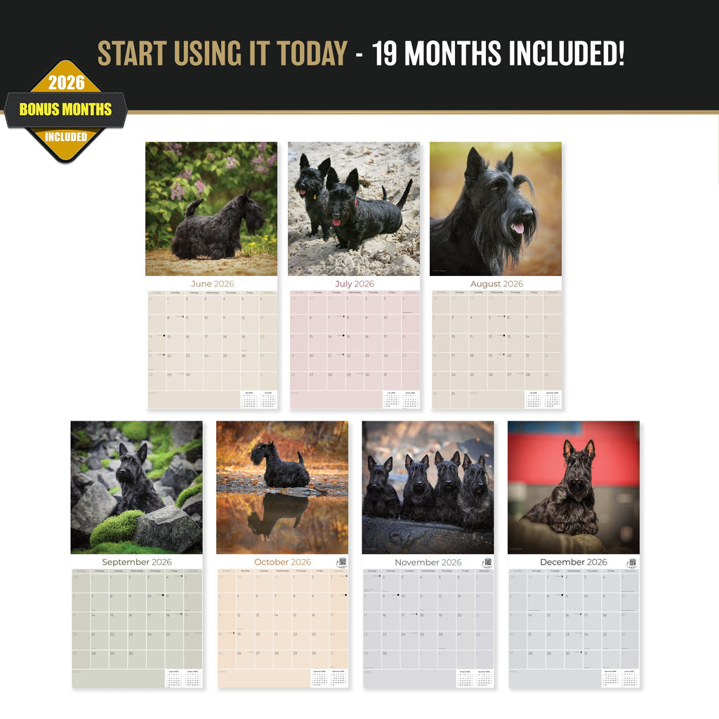 Scottish Terrier Wall Calendar 2027 - 12" x 12" Monthly Dignified & Determined Scottie Dog Breed Calendar