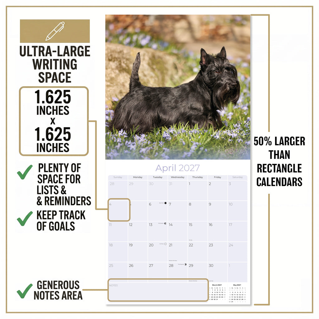 Scottish Terrier Wall Calendar 2027 - 12" x 12" Monthly Dignified & Determined Scottie Dog Breed Calendar