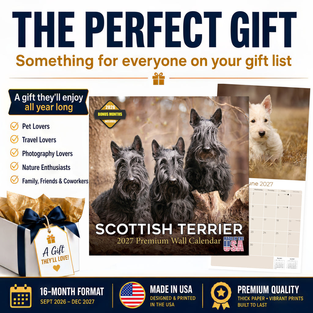 Scottish Terrier Wall Calendar 2027 - 12" x 12" Monthly Dignified & Determined Scottie Dog Breed Calendar