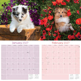 Shetland Sheepdog Wall Calendar 2027 - 12" x 12" Monthly Bright & Loyal Sheltie Herding Dog Breed Calendar