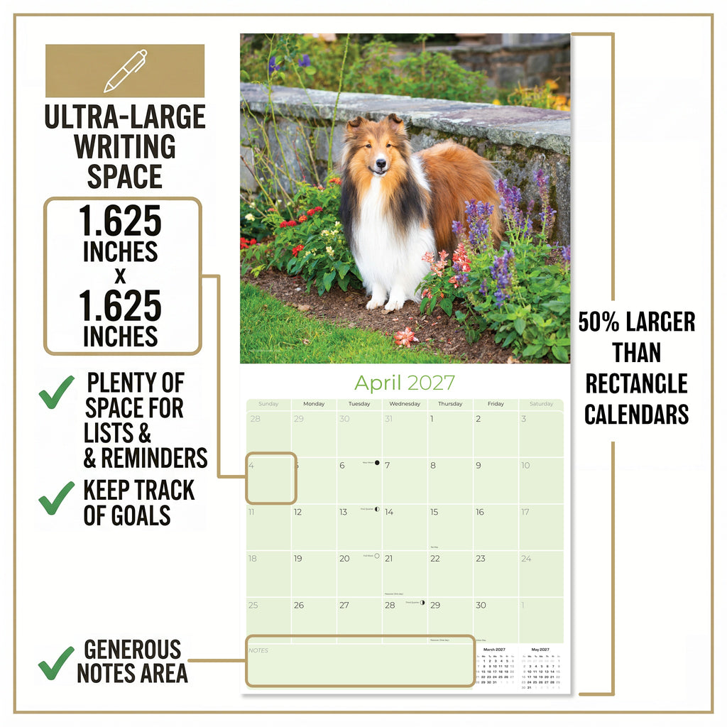 Shetland Sheepdog Wall Calendar 2027 - 12" x 12" Monthly Bright & Loyal Sheltie Herding Dog Breed Calendar