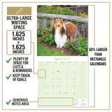 Shetland Sheepdog Wall Calendar 2027 - 12" x 12" Monthly Bright & Loyal Sheltie Herding Dog Breed Calendar