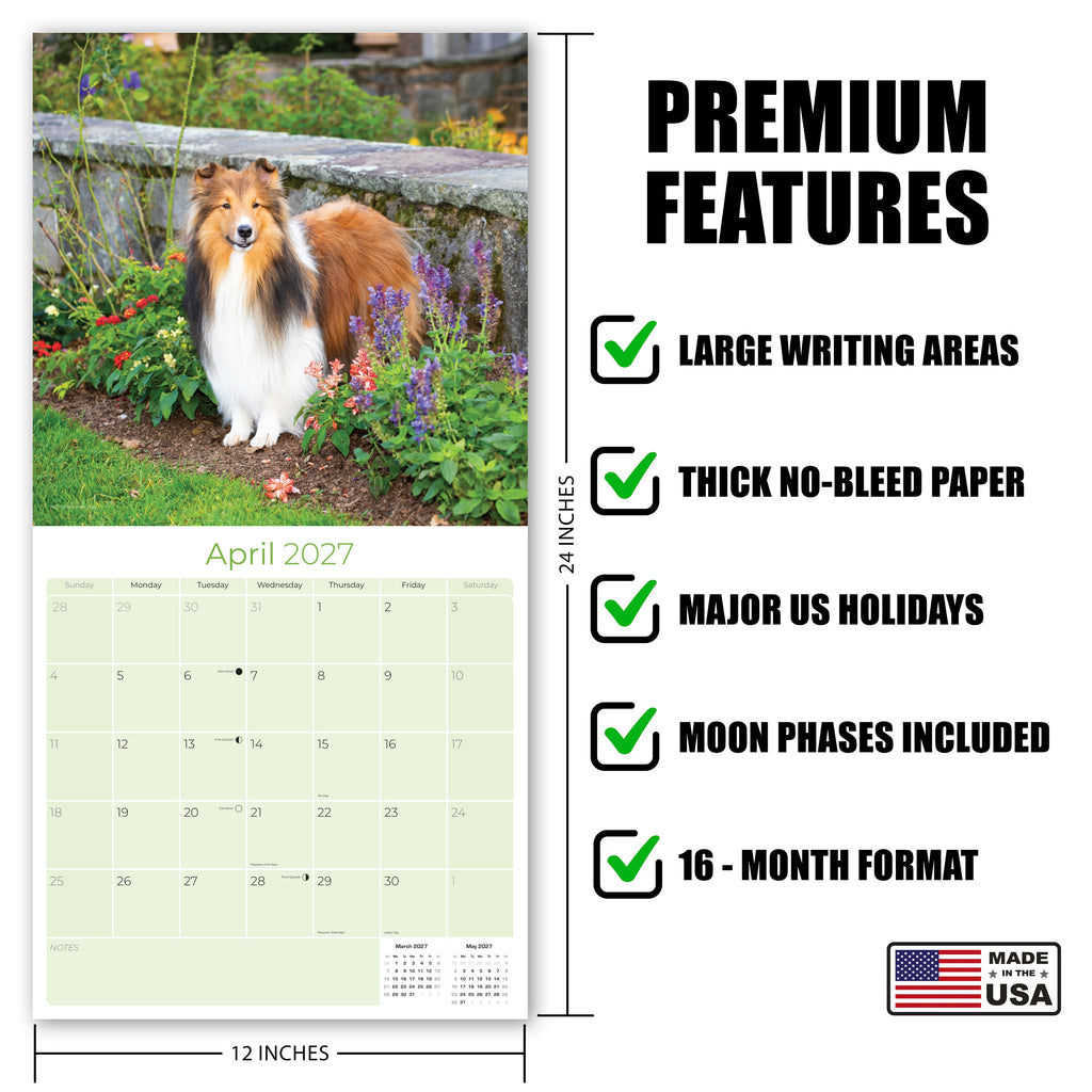 Shetland Sheepdog Wall Calendar 2027 - 12" x 12" Monthly Bright & Loyal Sheltie Herding Dog Breed Calendar