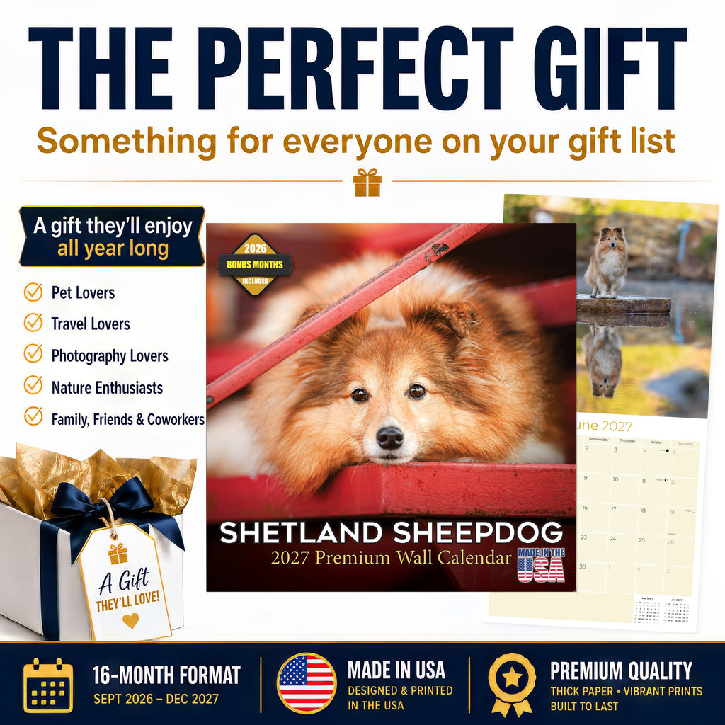 Shetland Sheepdog Wall Calendar 2027 - 12" x 12" Monthly Bright & Loyal Sheltie Herding Dog Breed Calendar