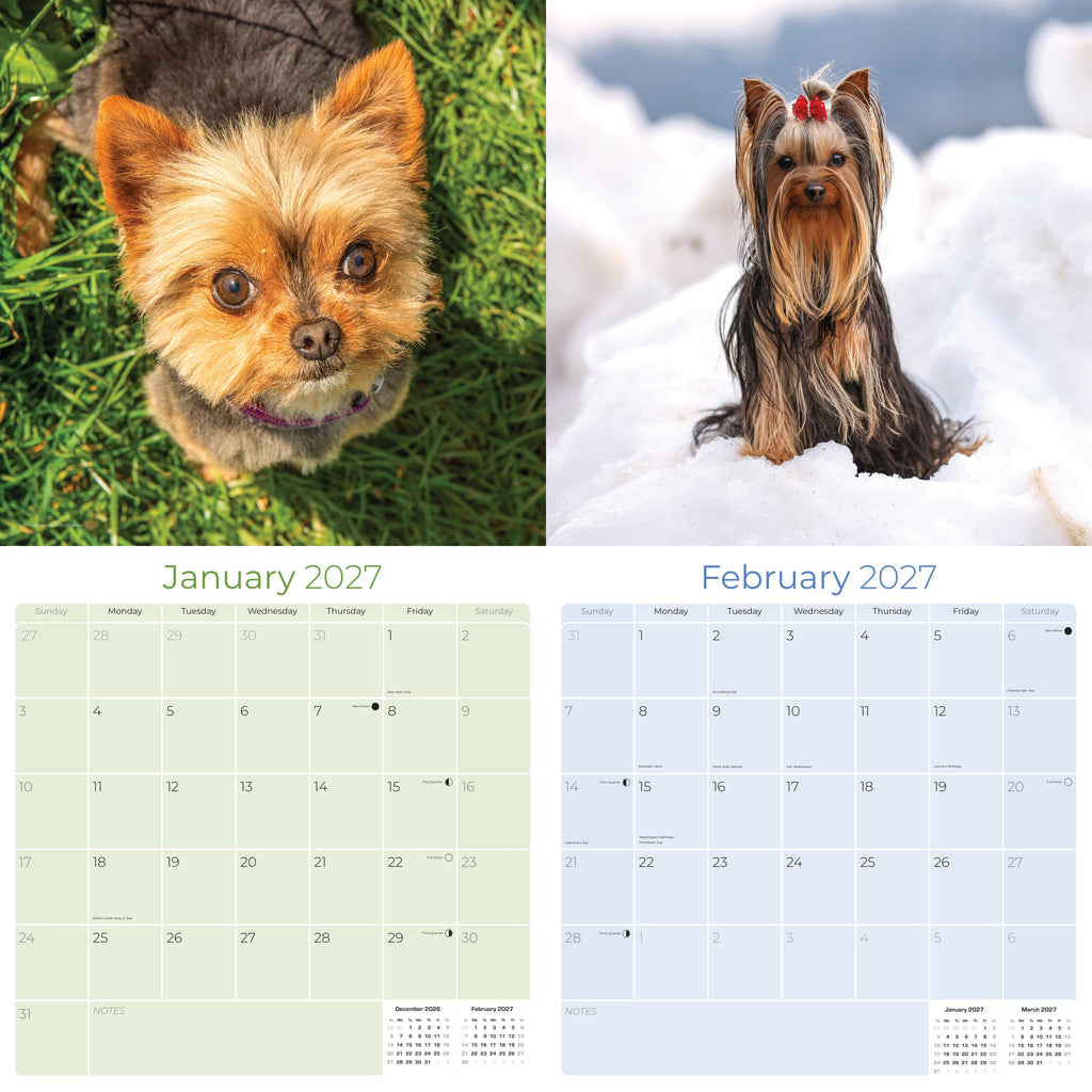 Yorkshire Terrier Wall Calendar 2027 - 12" x 12" Monthly Bold & Affectionate Yorkie Dog Breed Calendar
