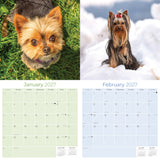 Yorkshire Terrier Wall Calendar 2027 - 12" x 12" Monthly Bold & Affectionate Yorkie Dog Breed Calendar