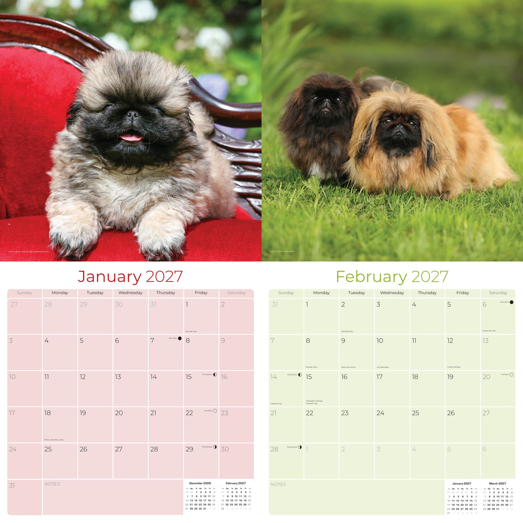Pekingese Wall Calendar 2027 - 12" x 12" Monthly Regal Lion Dog & Ancient Toy Companion Calendar
