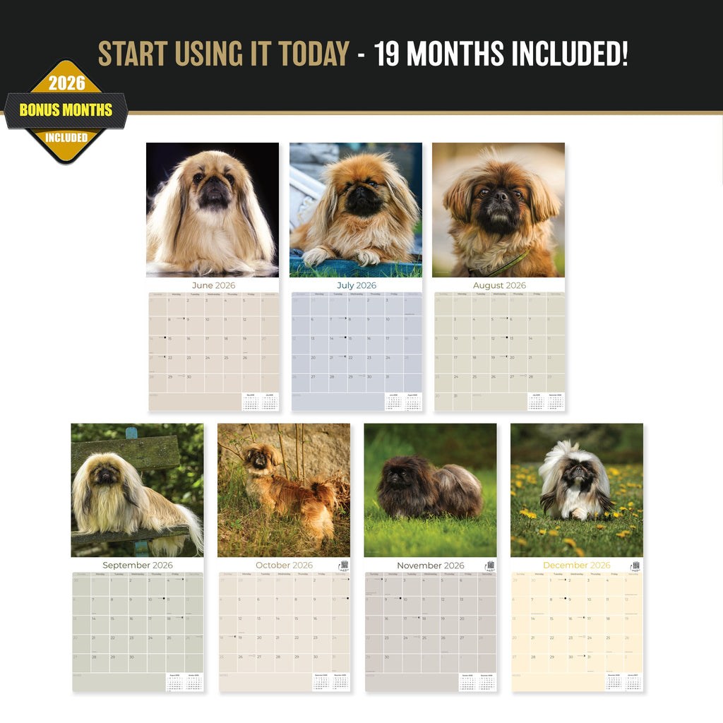 Pekingese Wall Calendar 2027 - 12" x 12" Monthly Regal Lion Dog & Ancient Toy Companion Calendar