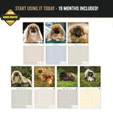 Pekingese Wall Calendar 2027 - 12" x 12" Monthly Regal Lion Dog & Ancient Toy Companion Calendar