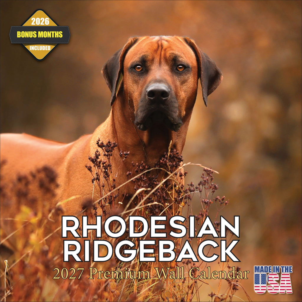 Rhodesian Ridgeback Wall Calendar 2027 - 12" x 12" Monthly Powerful & Dignified Ridgeback Dog Breed Calendar