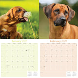 Rhodesian Ridgeback Wall Calendar 2027 - 12" x 12" Monthly Powerful & Dignified Ridgeback Dog Breed Calendar
