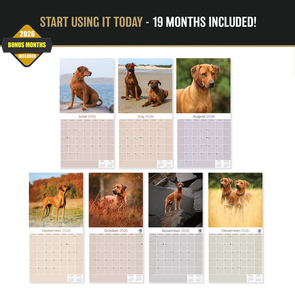Rhodesian Ridgeback Wall Calendar 2027 - 12" x 12" Monthly Powerful & Dignified Ridgeback Dog Breed Calendar