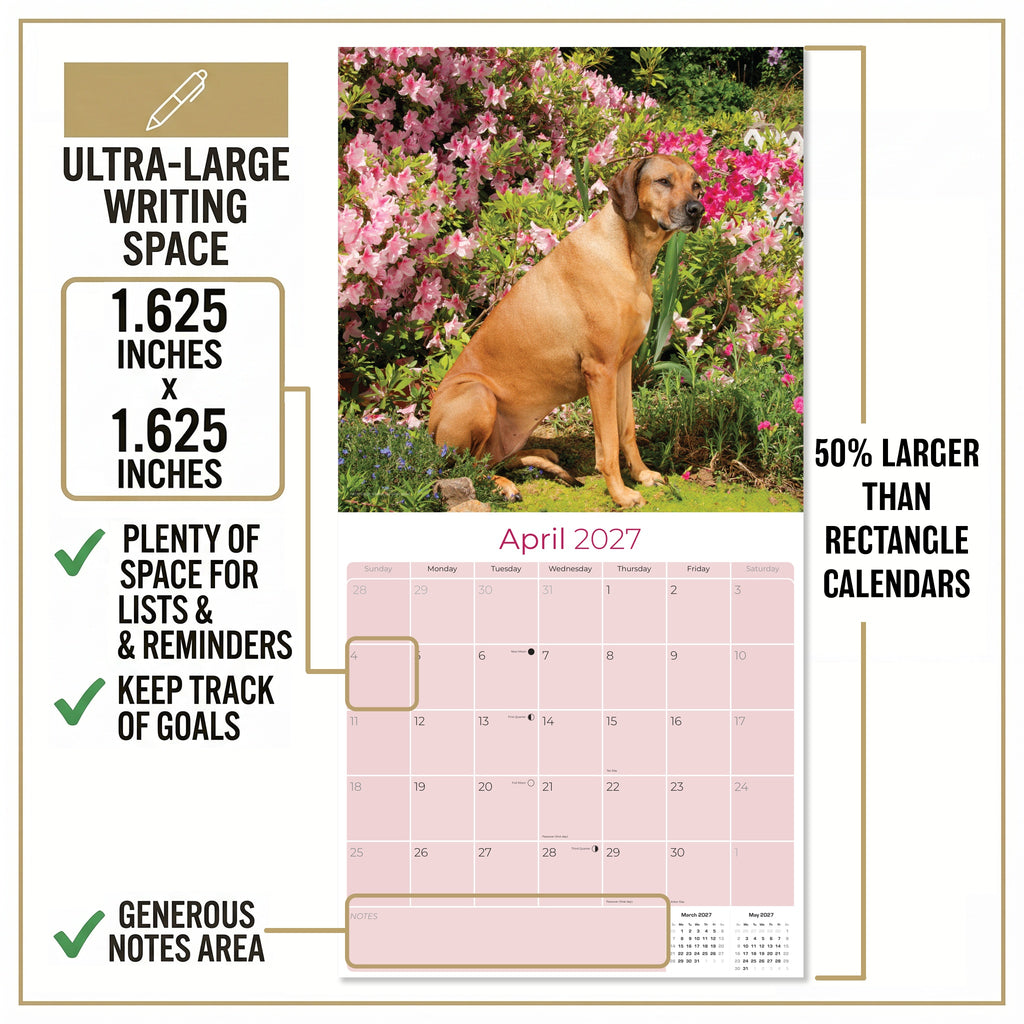 Rhodesian Ridgeback Wall Calendar 2027 - 12" x 12" Monthly Powerful & Dignified Ridgeback Dog Breed Calendar