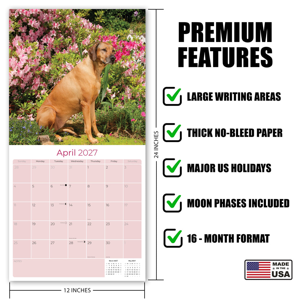 Rhodesian Ridgeback Wall Calendar 2027 - 12" x 12" Monthly Powerful & Dignified Ridgeback Dog Breed Calendar