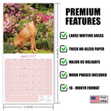 Rhodesian Ridgeback Wall Calendar 2027 - 12" x 12" Monthly Powerful & Dignified Ridgeback Dog Breed Calendar