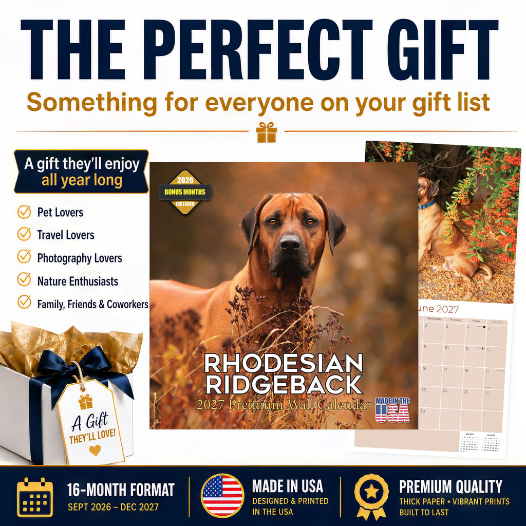 Rhodesian Ridgeback Wall Calendar 2027 - 12" x 12" Monthly Powerful & Dignified Ridgeback Dog Breed Calendar