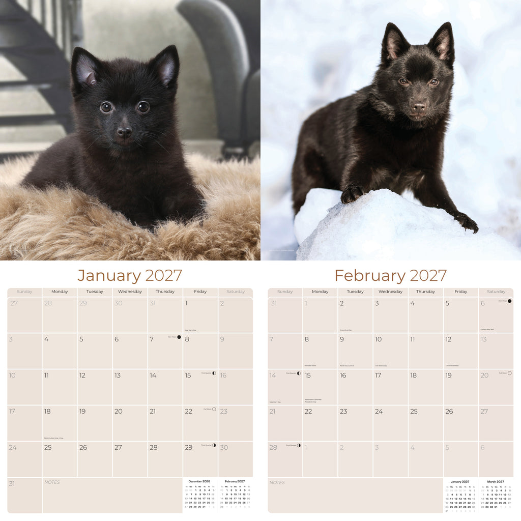 Schipperke Wall Calendar 2027 - 12" x 12" Monthly Curious & Energetic Schipperke Dog Breed Calendar