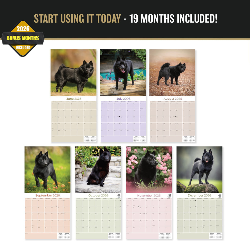 Schipperke Wall Calendar 2027 - 12" x 12" Monthly Curious & Energetic Schipperke Dog Breed Calendar