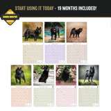 Schipperke Wall Calendar 2027 - 12" x 12" Monthly Curious & Energetic Schipperke Dog Breed Calendar