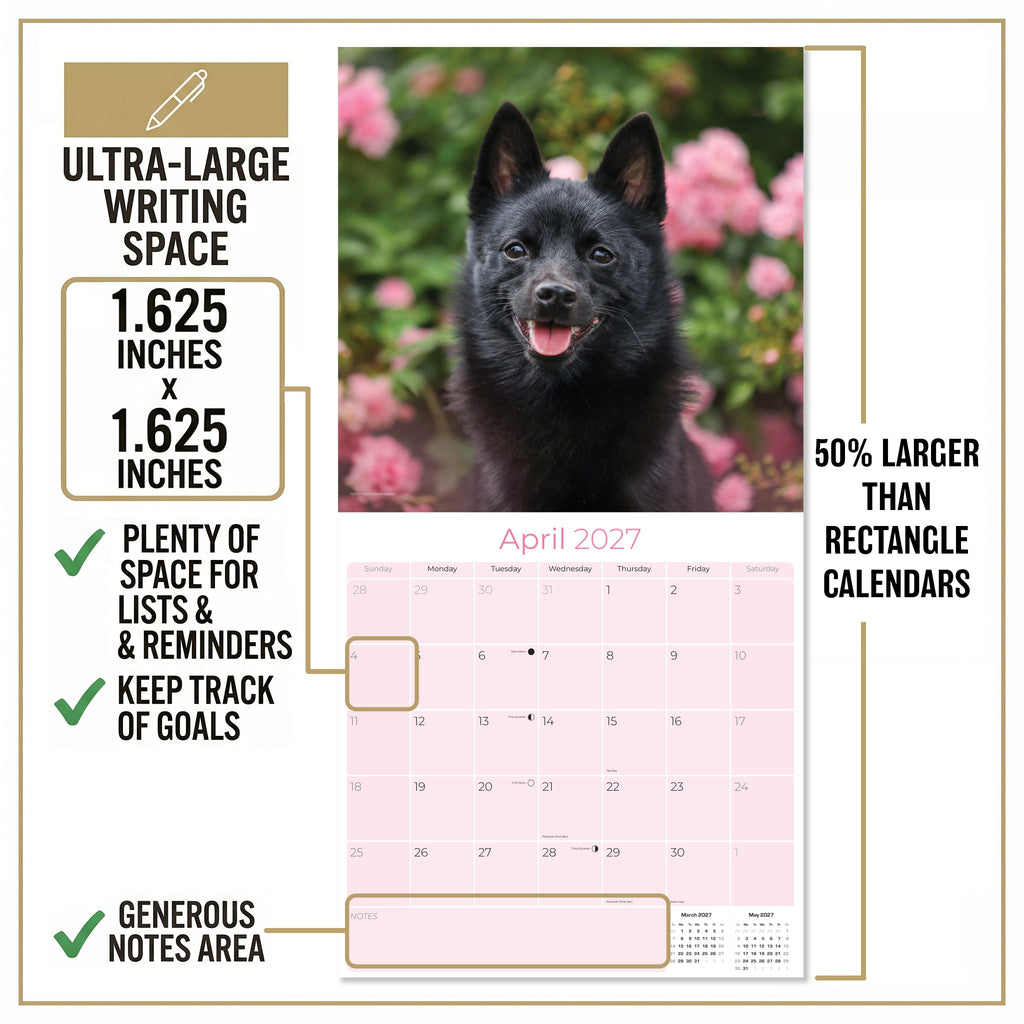 Schipperke Wall Calendar 2027 - 12" x 12" Monthly Curious & Energetic Schipperke Dog Breed Calendar