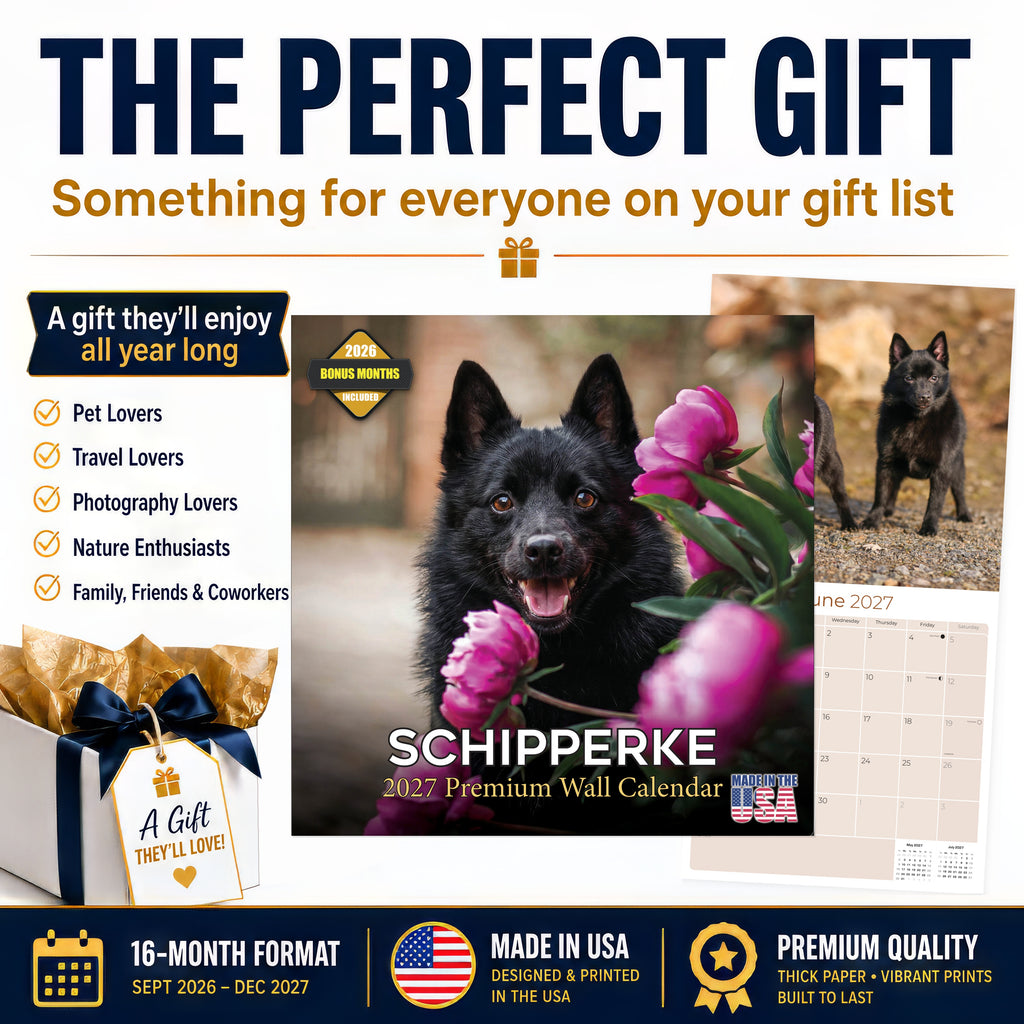 Schipperke Wall Calendar 2027 - 12" x 12" Monthly Curious & Energetic Schipperke Dog Breed Calendar