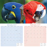 Macaws Wall Calendar 2027 - 12" x 12" Monthly Bird Breed Calendar