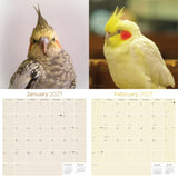 Cockatiels Wall Calendar 2027 - 12" x 12" Monthly Bird Breed Calendar