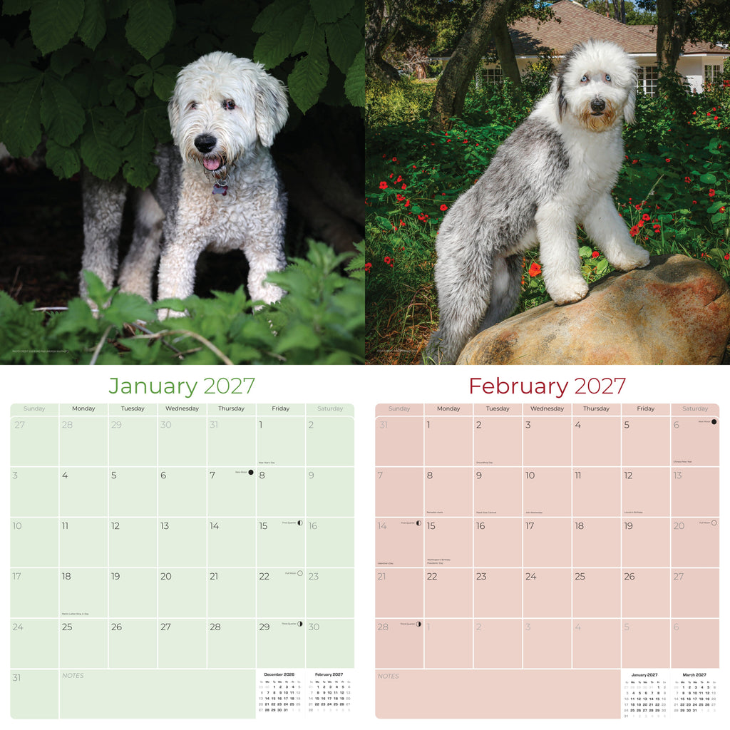 Old English Sheepdog Wall Calendar 2027 - 12" x 12" Monthly Playful Shaggy & Fluffy Bear-Like Herding Dog Calendar