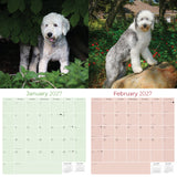 Old English Sheepdog Wall Calendar 2027 - 12" x 12" Monthly Playful Shaggy & Fluffy Bear-Like Herding Dog Calendar