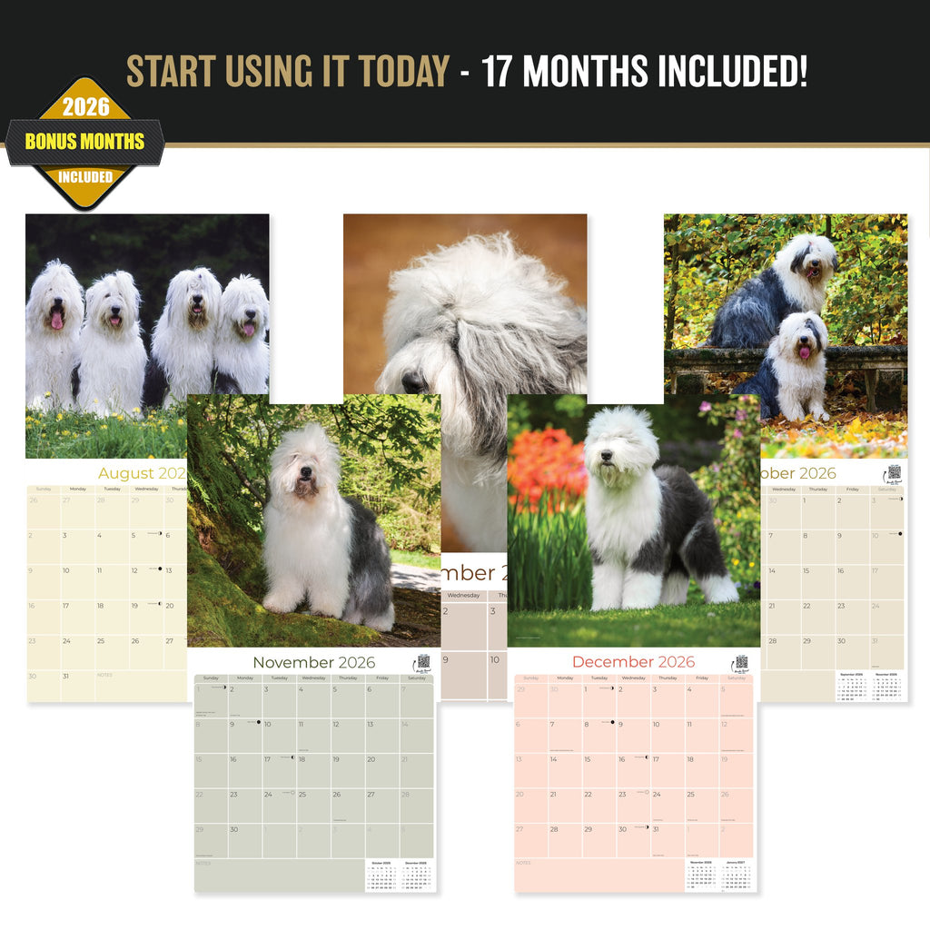 Old English Sheepdog Wall Calendar 2027 - 12" x 12" Monthly Playful Shaggy & Fluffy Bear-Like Herding Dog Calendar