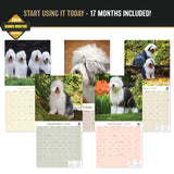Old English Sheepdog Wall Calendar 2027 - 12" x 12" Monthly Playful Shaggy & Fluffy Bear-Like Herding Dog Calendar