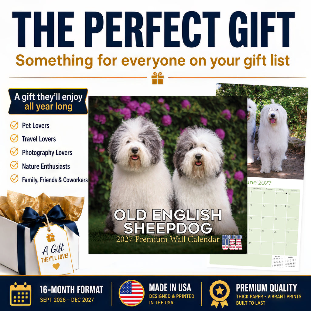 Old English Sheepdog Wall Calendar 2027 - 12" x 12" Monthly Playful Shaggy & Fluffy Bear-Like Herding Dog Calendar