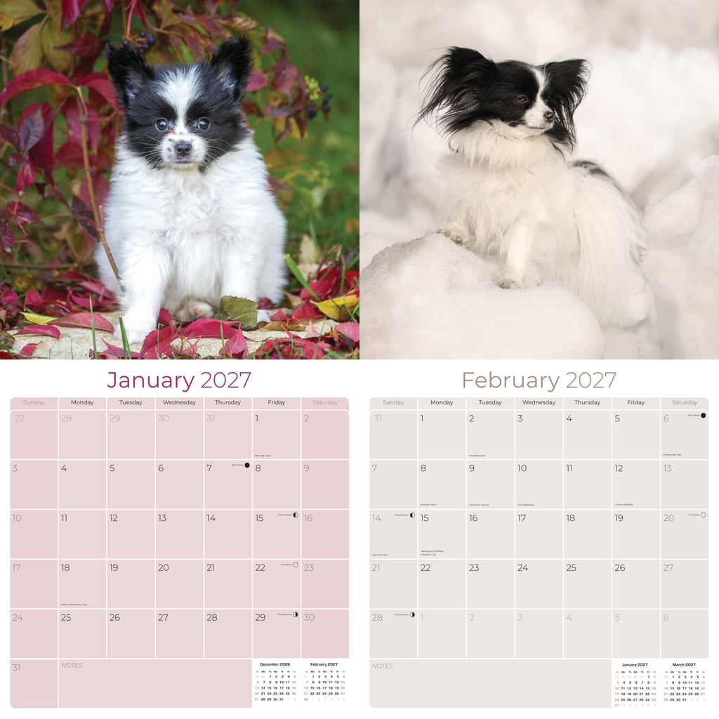 Papillon Wall Calendar 2027 - 12" x 12" Monthly Intelligent Butterfly Ear & Graceful Toy Spaniel Calendar