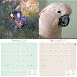 Cockatoos Wall Calendar 2027 - 12" x 12" Monthly Bird Breed Calendar