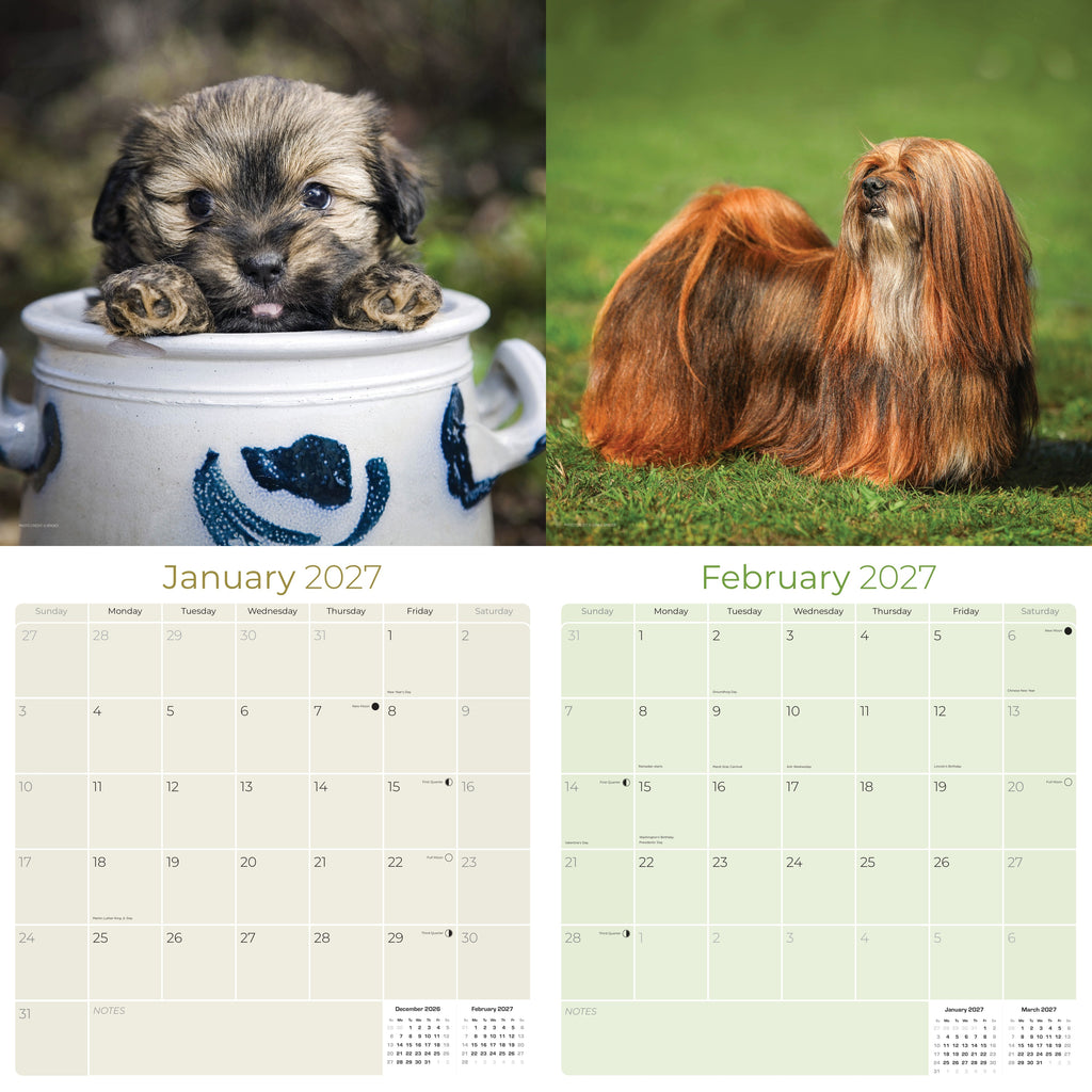 Lhasa Apso Wall Calendar 2027 - 12" x 12" Monthly Regal Long-Haired & Sentinel Tibetan Companion Calendar