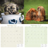 Lhasa Apso Wall Calendar 2027 - 12" x 12" Monthly Regal Long-Haired & Sentinel Tibetan Companion Calendar