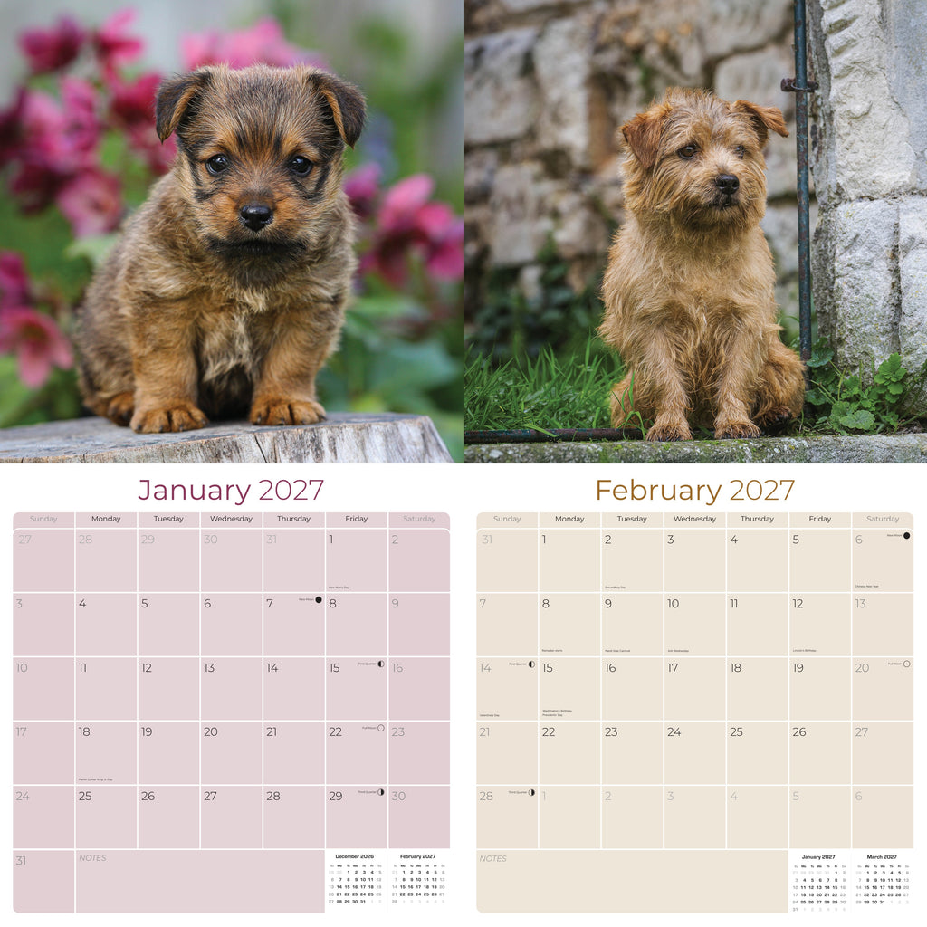Norwich & Norfolk Terrier Wall Calendar 2027 - 12" x 12" Monthly Spirited Small & Wire Coat British Terrier Calendar