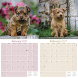 Norwich & Norfolk Terrier Wall Calendar 2027 - 12" x 12" Monthly Spirited Small & Wire Coat British Terrier Calendar