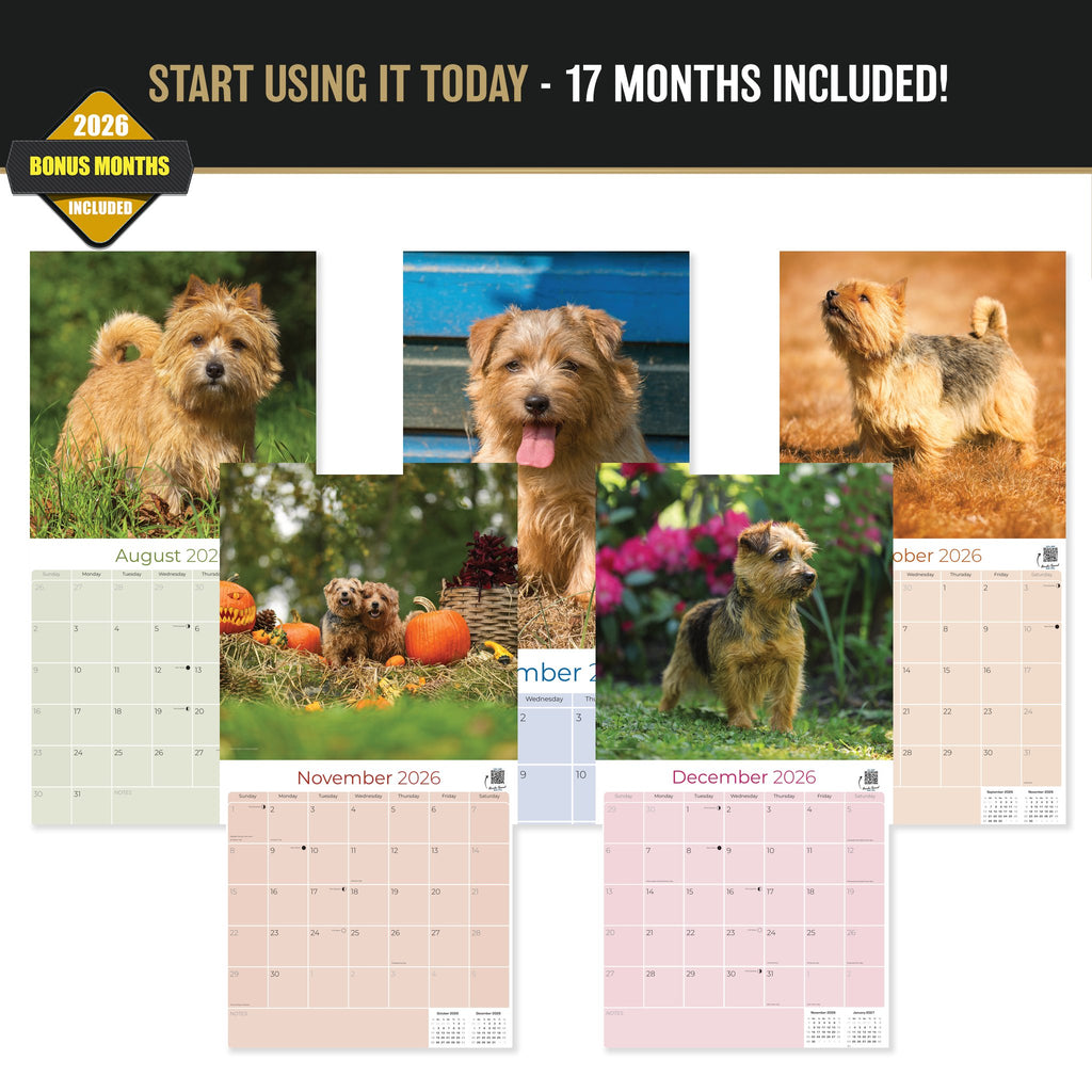 Norwich & Norfolk Terrier Wall Calendar 2027 - 12" x 12" Monthly Spirited Small & Wire Coat British Terrier Calendar