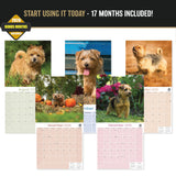 Norwich & Norfolk Terrier Wall Calendar 2027 - 12" x 12" Monthly Spirited Small & Wire Coat British Terrier Calendar