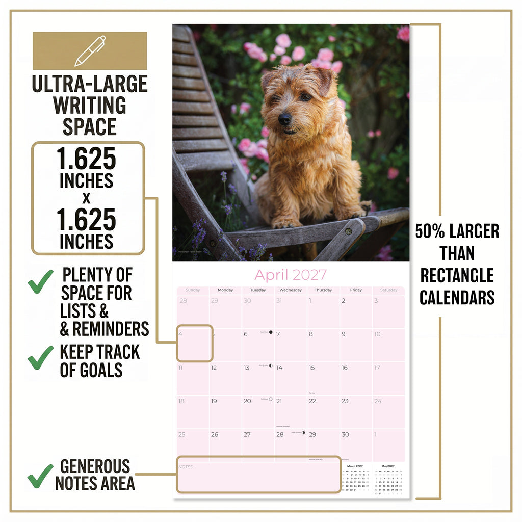 Norwich & Norfolk Terrier Wall Calendar 2027 - 12" x 12" Monthly Spirited Small & Wire Coat British Terrier Calendar
