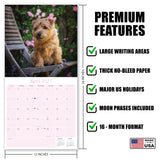 Norwich & Norfolk Terrier Wall Calendar 2027 - 12" x 12" Monthly Spirited Small & Wire Coat British Terrier Calendar