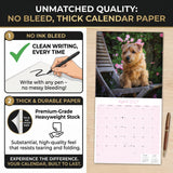 Norwich & Norfolk Terrier Wall Calendar 2027 - 12" x 12" Monthly Spirited Small & Wire Coat British Terrier Calendar