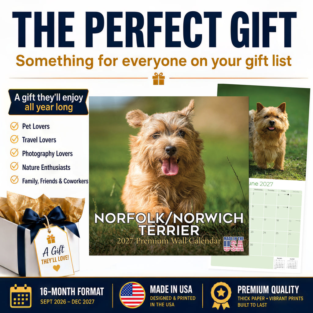 Norwich & Norfolk Terrier Wall Calendar 2027 - 12" x 12" Monthly Spirited Small & Wire Coat British Terrier Calendar
